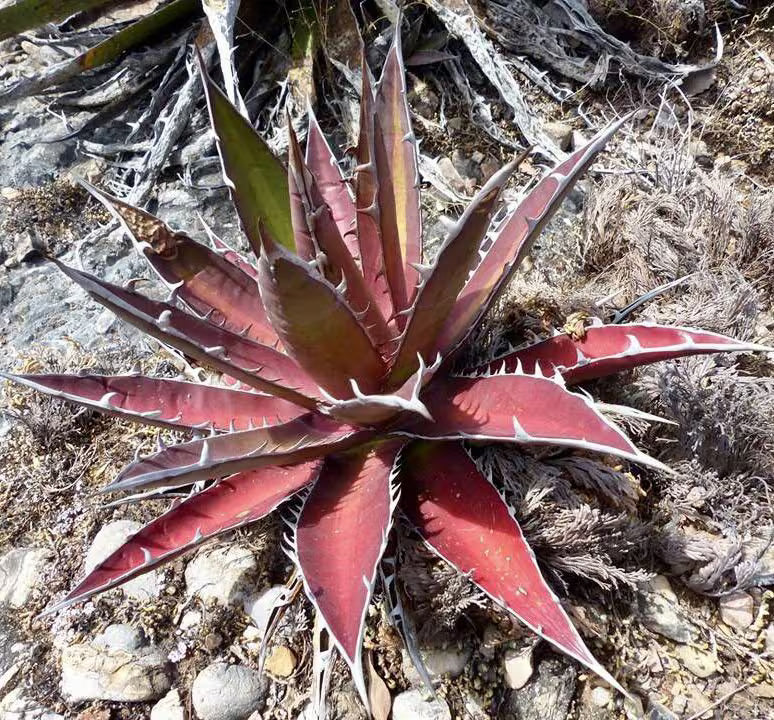 Kerchovei Agave Seeds for Planting