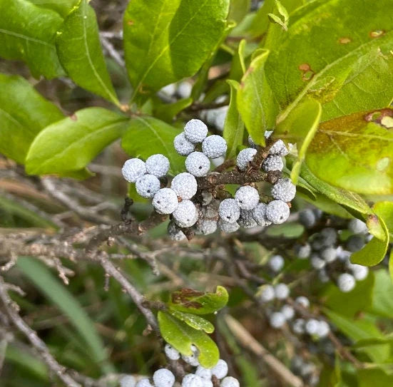 Myrica Pennsylvanica Northern Bayberry Seeds