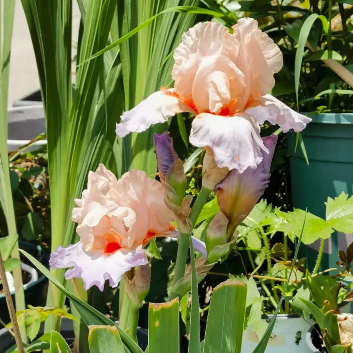 Pink White Germanica Flower seeds for Planting - Bright Blooms, Heirloom & GMO Free Seeds for Home Garden
 
 Sale seeds for home garden