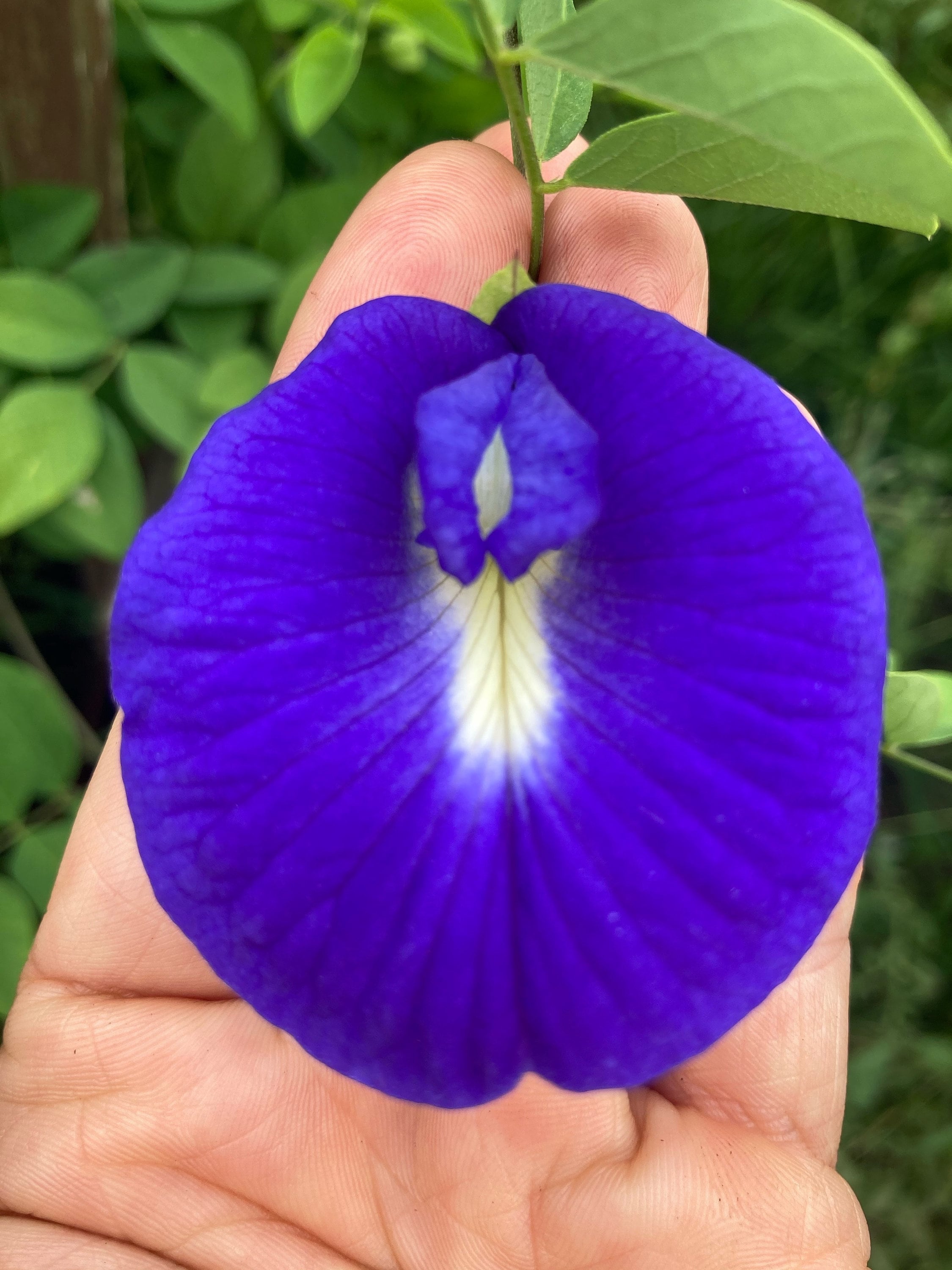 Fresh Clitoria Flower seeds for Planting - Hardy Variety, Heirloom & GMO Free Seeds for Home Garden