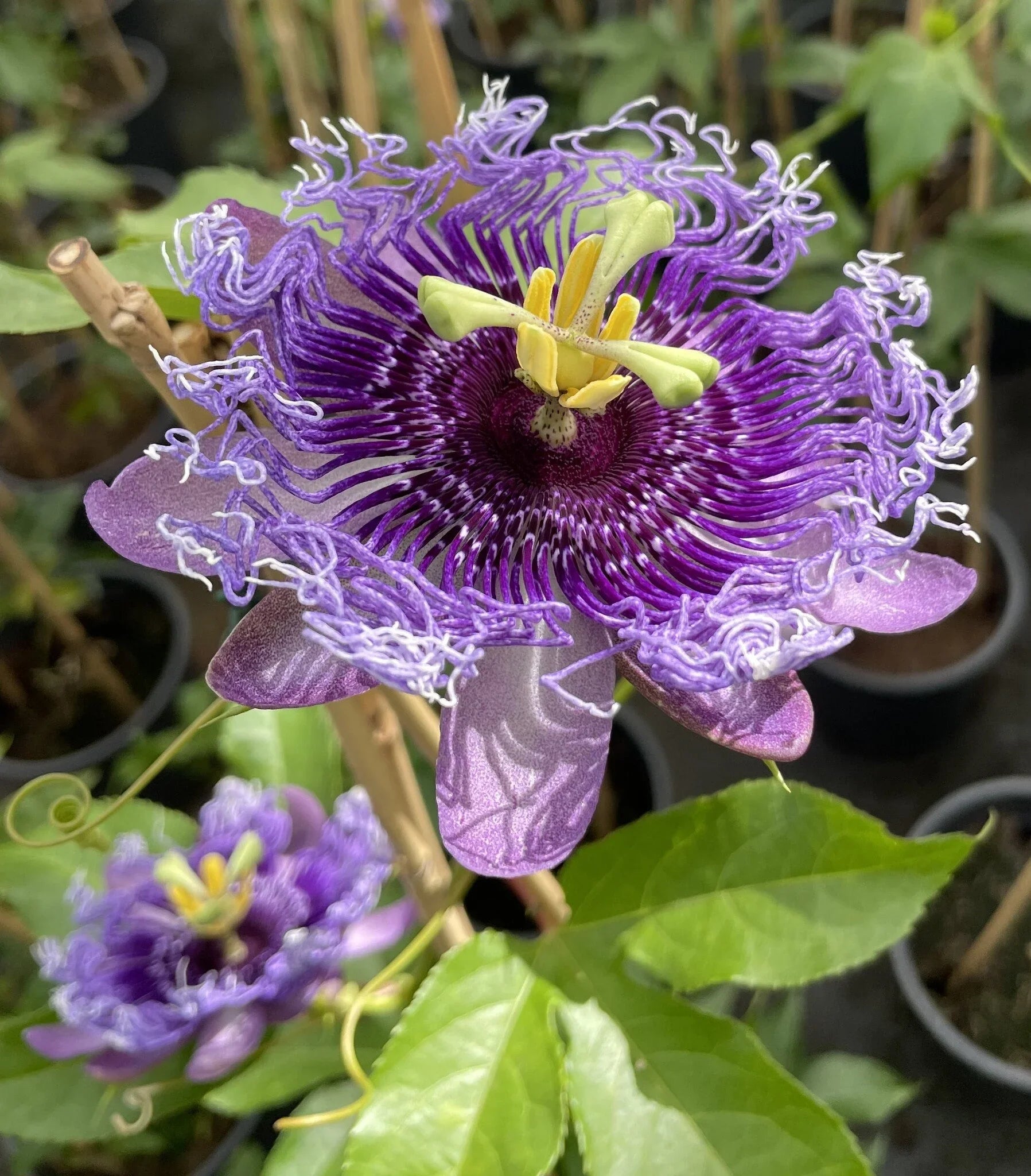 Purple Passiflora Incarnata Flower seeds for Planting - Fragrant Blossoms, Heirloom & GMO Free Seeds for Home Garden