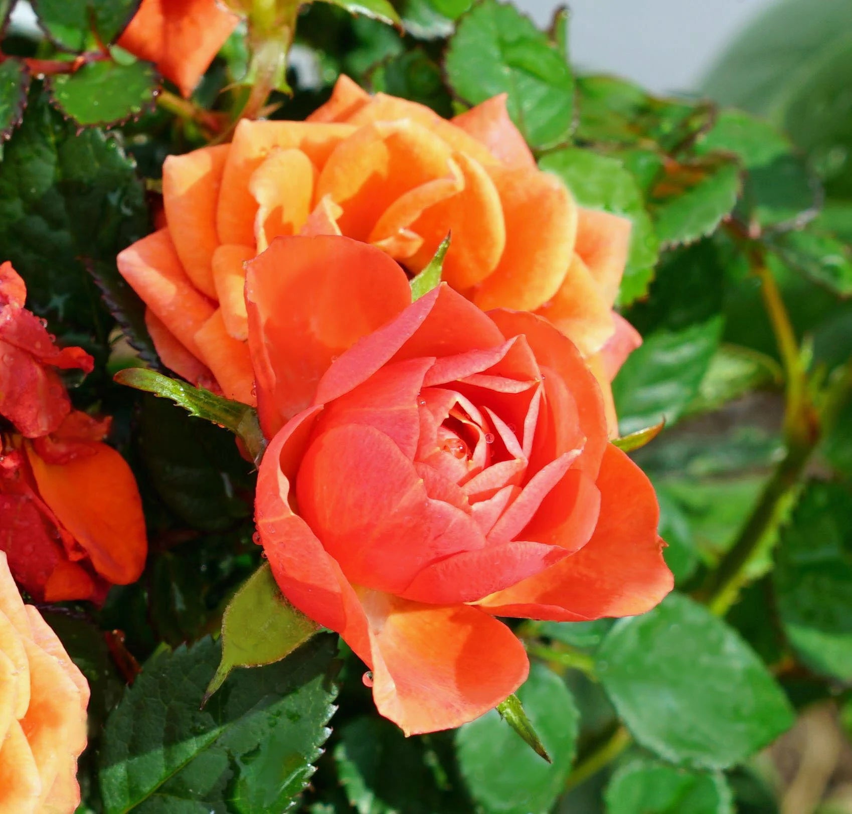 Full Orange Climbing Rose Flower seeds for Planting - Easy to Grow, Heirloom & GMO Free Seeds for Home Garden