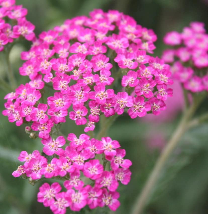Pink Cerise Flower seeds for Planting - Cottage Garden Essential, Heirloom & GMO Free Seeds for Home Garden