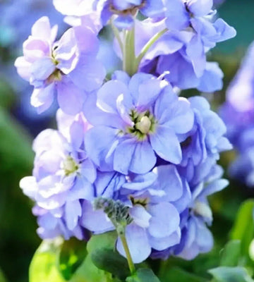 Blue Matthiola Incana Flower seeds for Planting - Garden Favorite, Heirloom & GMO Free Seeds for Home Garden