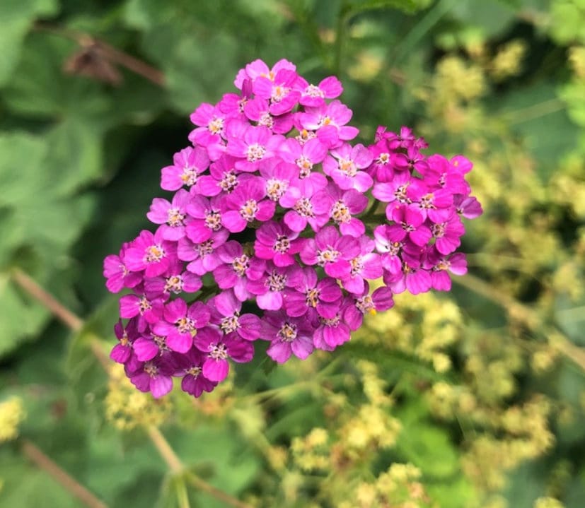 Pink Cerise Flower seeds for Planting - Cottage Garden Essential, Heirloom & GMO Free Seeds for Home Garden