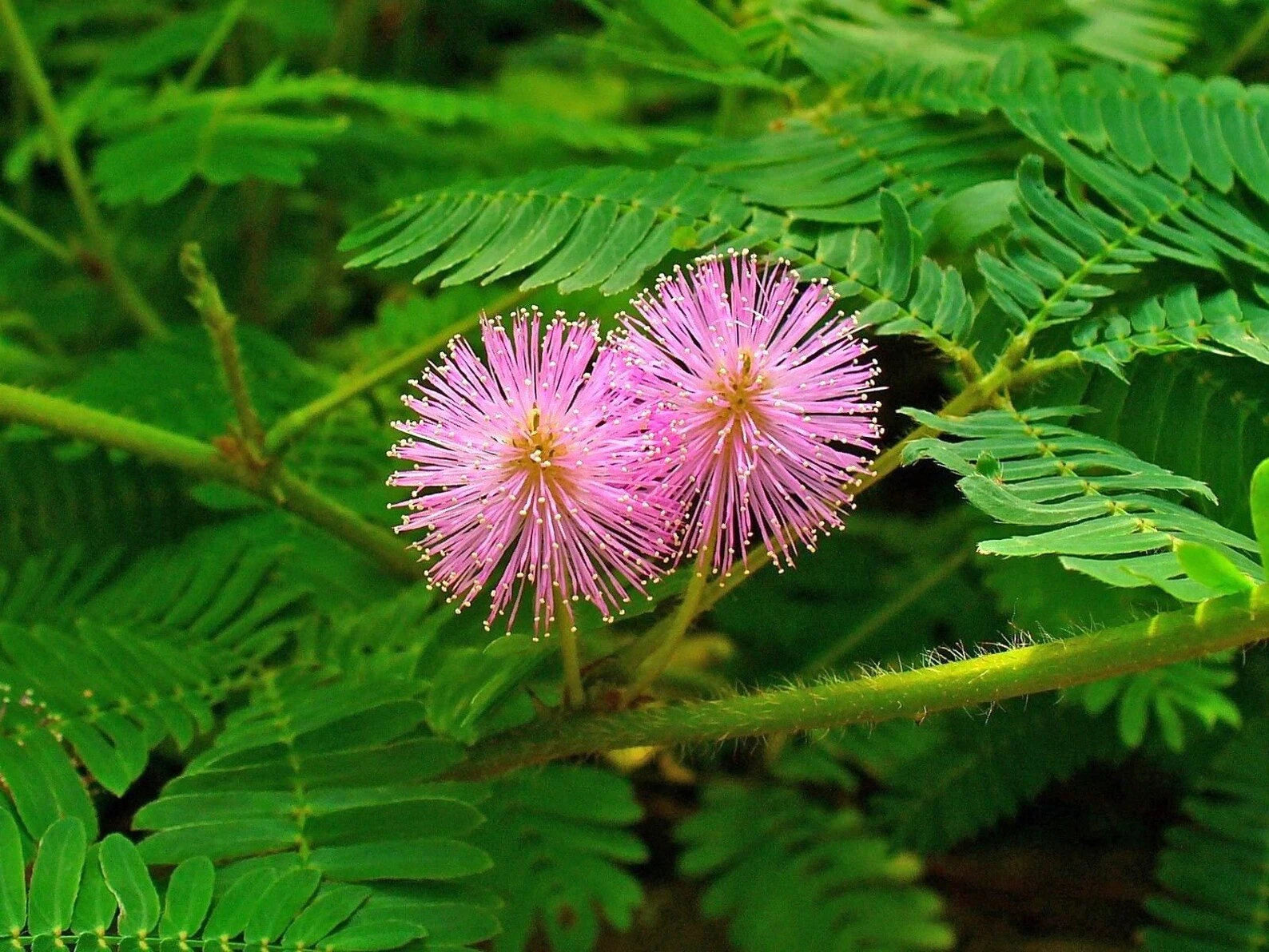 Mimosa Pudica, Touch me not, Lajalu, Sensitive Plant seeds for Planting - Cut Flower Favorite, Heirloom & GMO Free Seeds for Home Garden