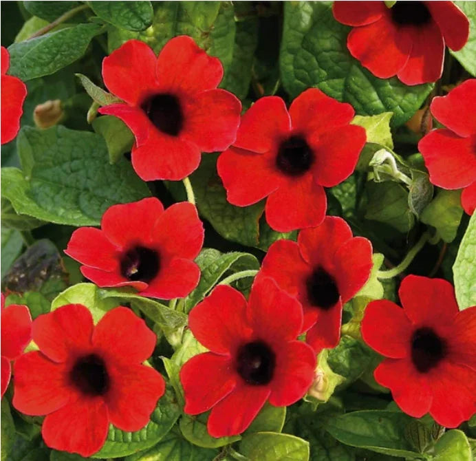 Alata Flower seeds for Planting - Drought Tolerant, Heirloom & GMO Free Seeds for Home Garden