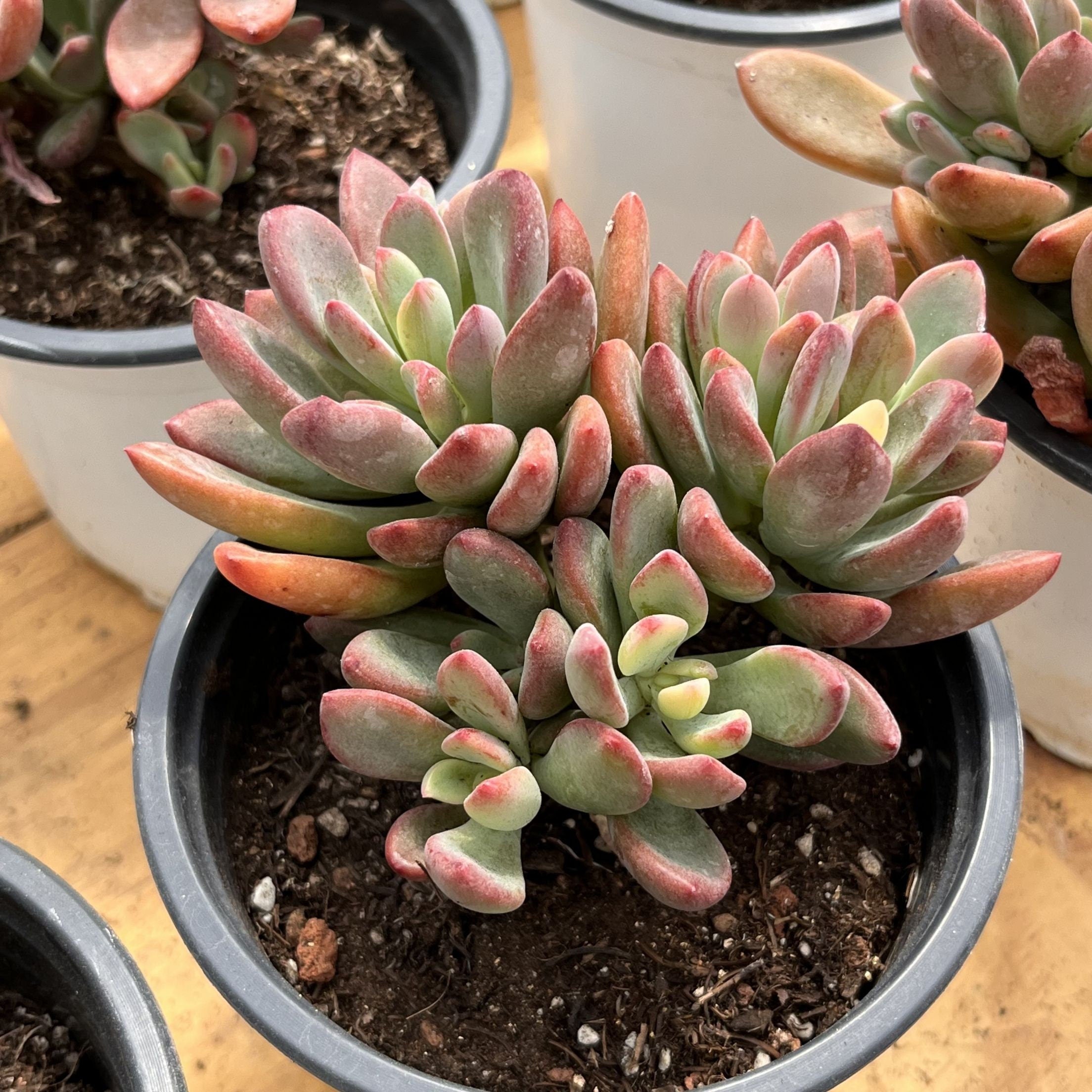 Echeveria Rezry Seeds for Planting - Grow Unique Succulent Plants