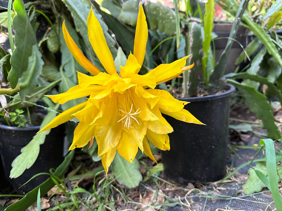 Yellow Epiphyllum Oxypetalum Seeds Flower seeds for Planting Compact Growth Heirloom & GMO Free Seeds for Home Garden 
 
 Sale for planting in home garden