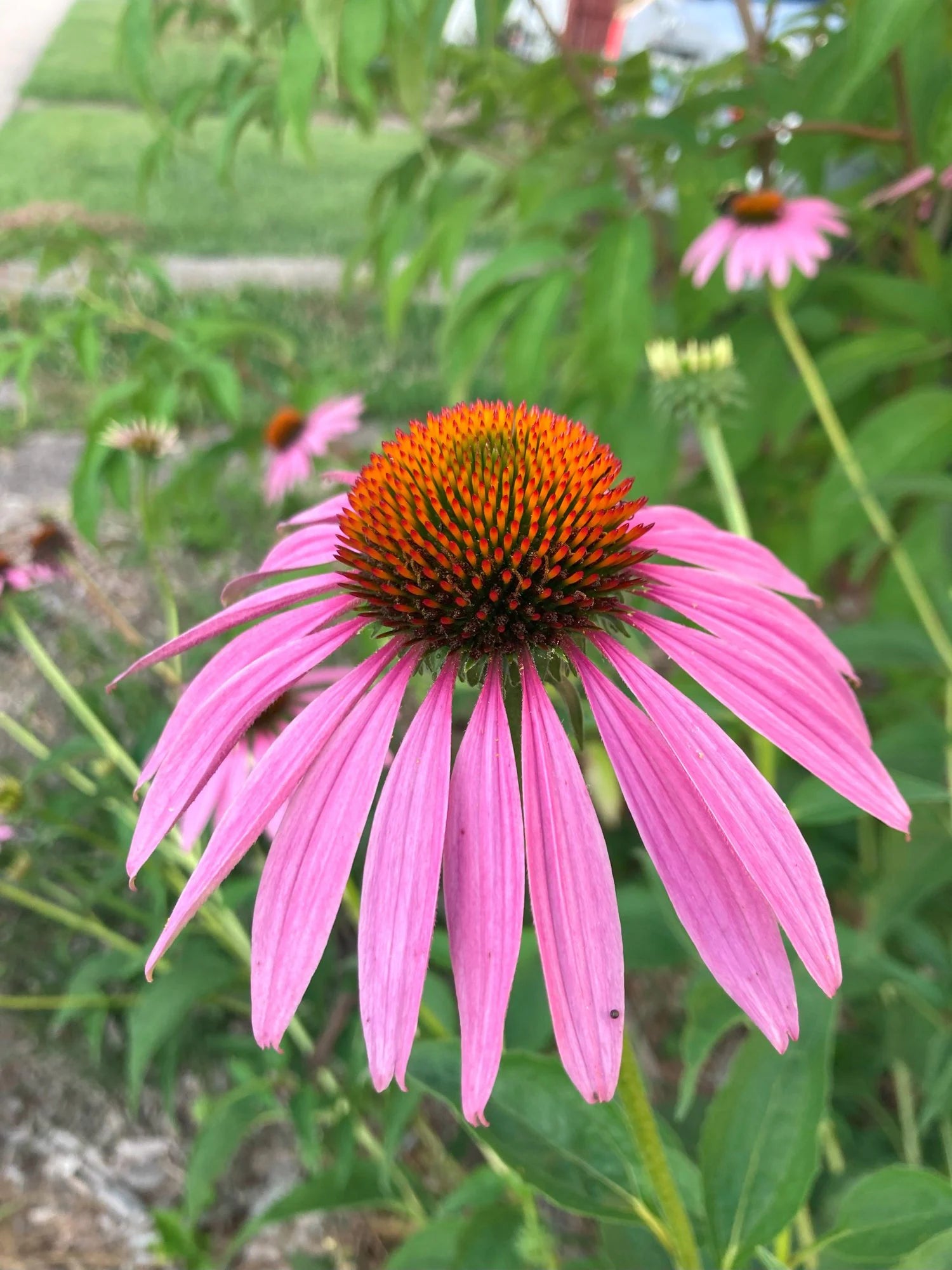 Echinacea Planting Seeds - Grow Beautiful Coneflower Blooms - Evergrowseeds
