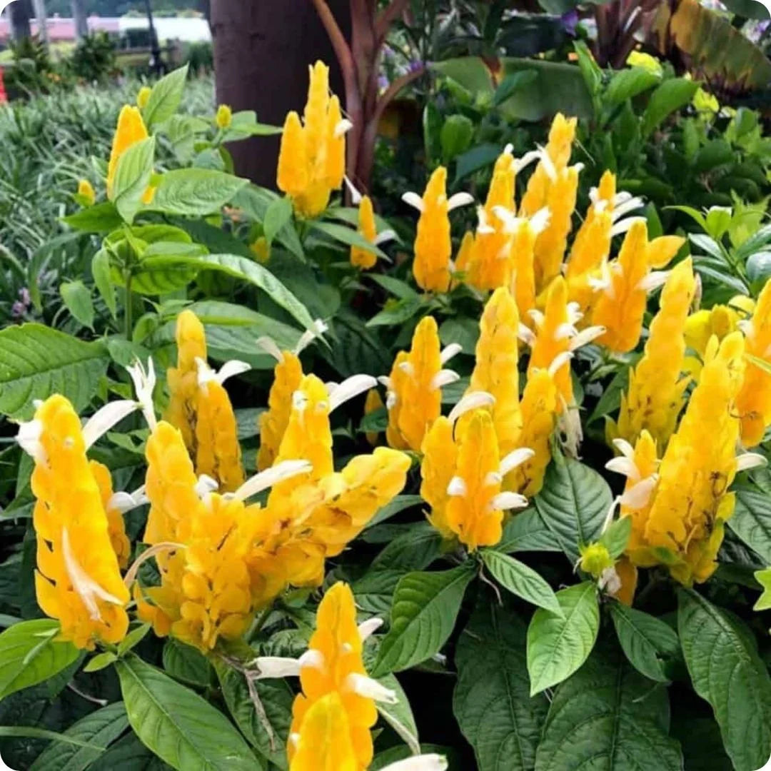 Yellow Pachystachys Lutea Flower seeds for Planting - Sun Loving, Heirloom & GMO Free Seeds for Home Garden