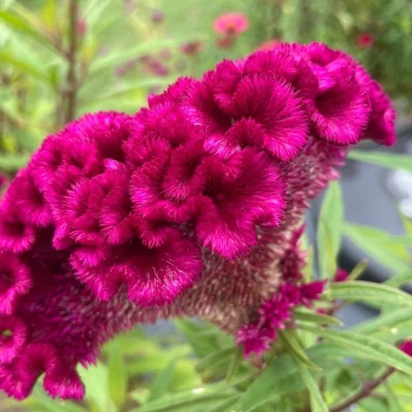 Dark Pink Celosia Seeds Flower seeds for Planting - Seasonal Bloomer, Heirloom & GMO Free Seeds for Home Garden