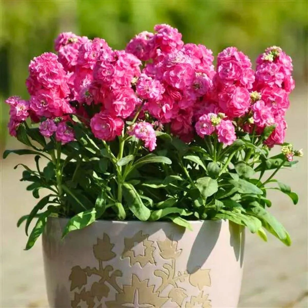 Pink Matthiola Incana Flower seeds for Planting - Long Bloom Season, Heirloom & GMO Free Seeds for Home Garden