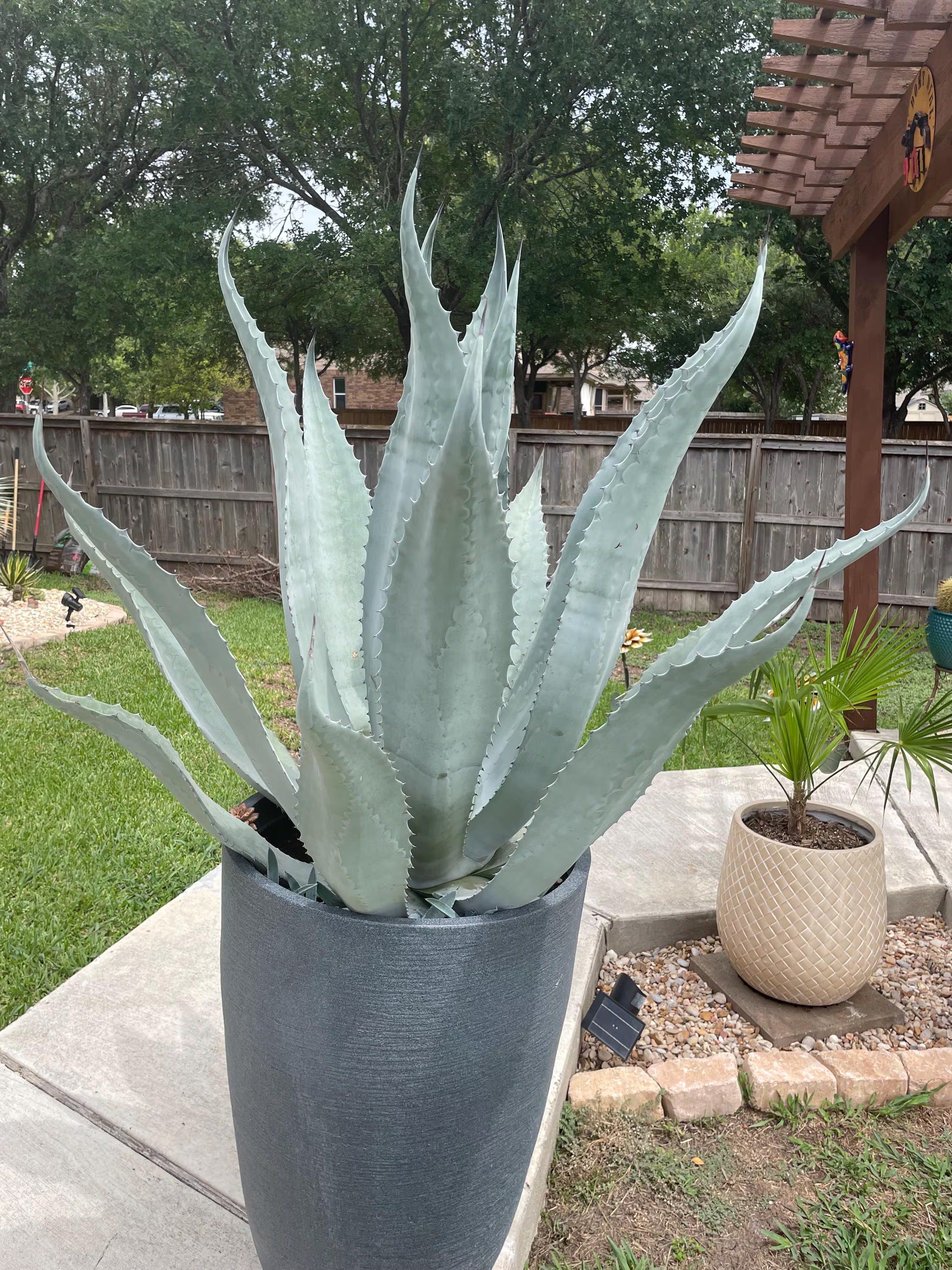 Silver Agave Flower seeds for Planting - Hardy Variety, Heirloom & GMO Free Seeds for Home Garden