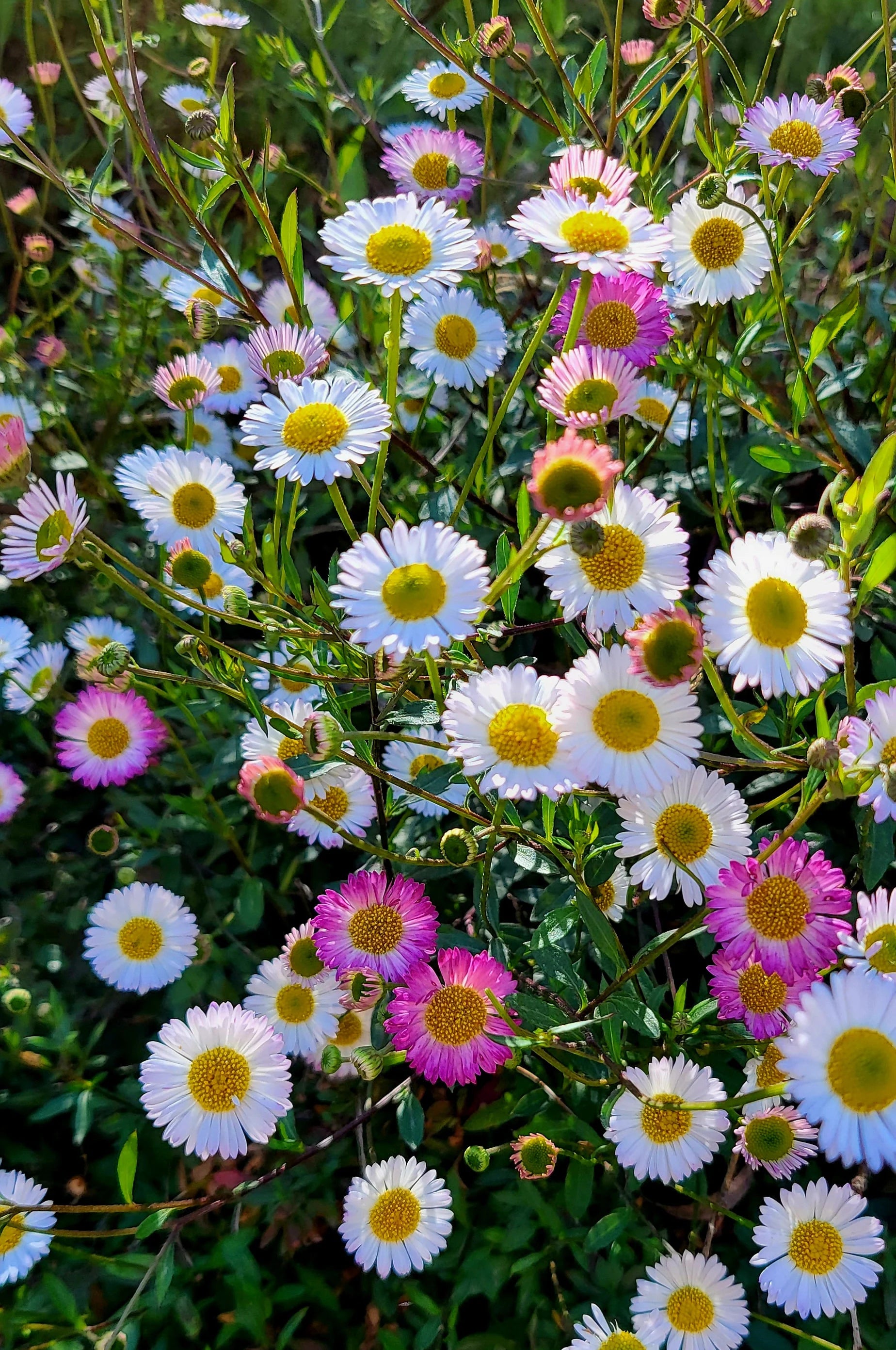 Violet Erigeron Flower Seeds for Easy Planting