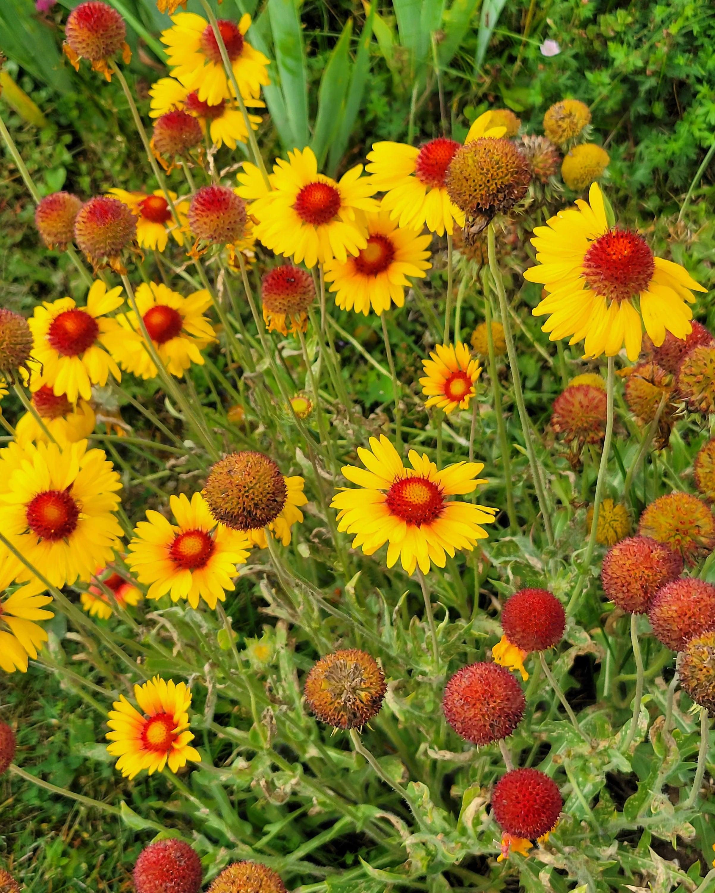 Yellow Gaillardia Flower seeds for Planting - Garden Favorite, Heirloom & GMO Free Seeds for Home Garden