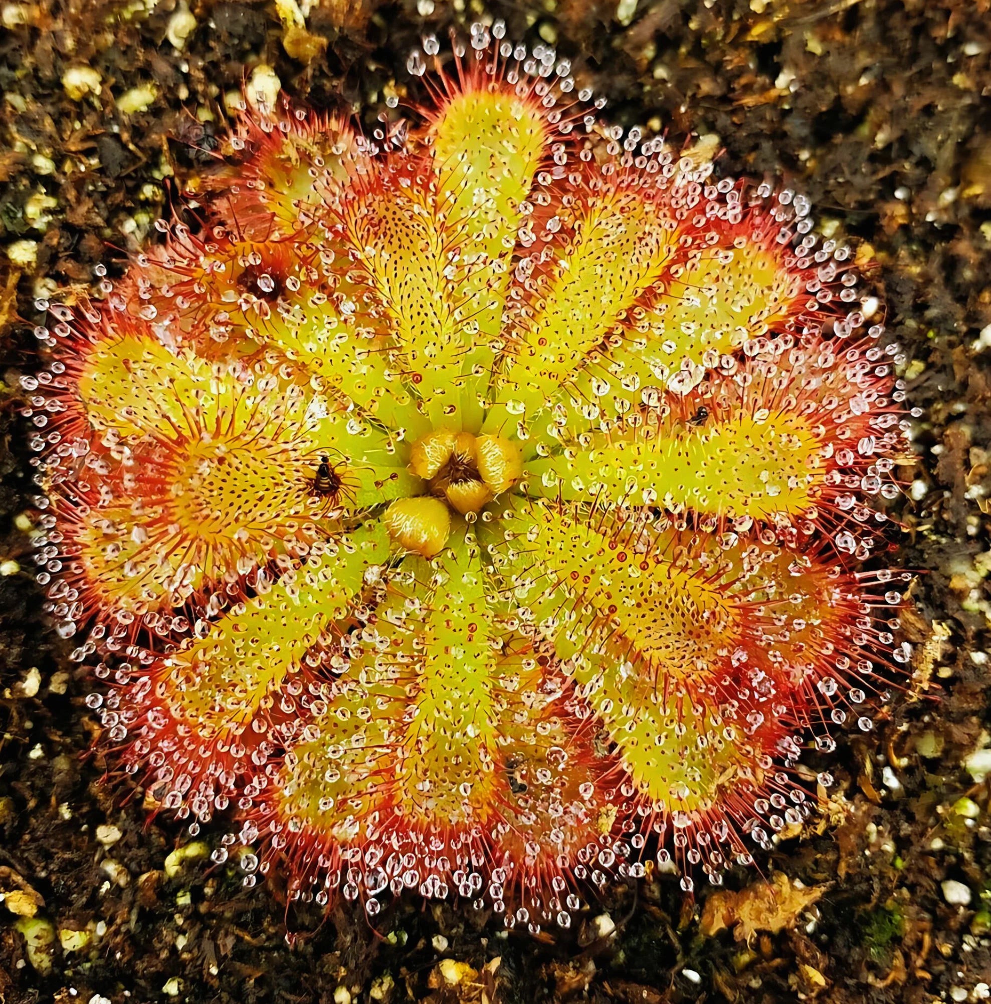 Sundew Flower seeds for Planting - Premium Quality, Heirloom & GMO Free Seeds for Home Garden