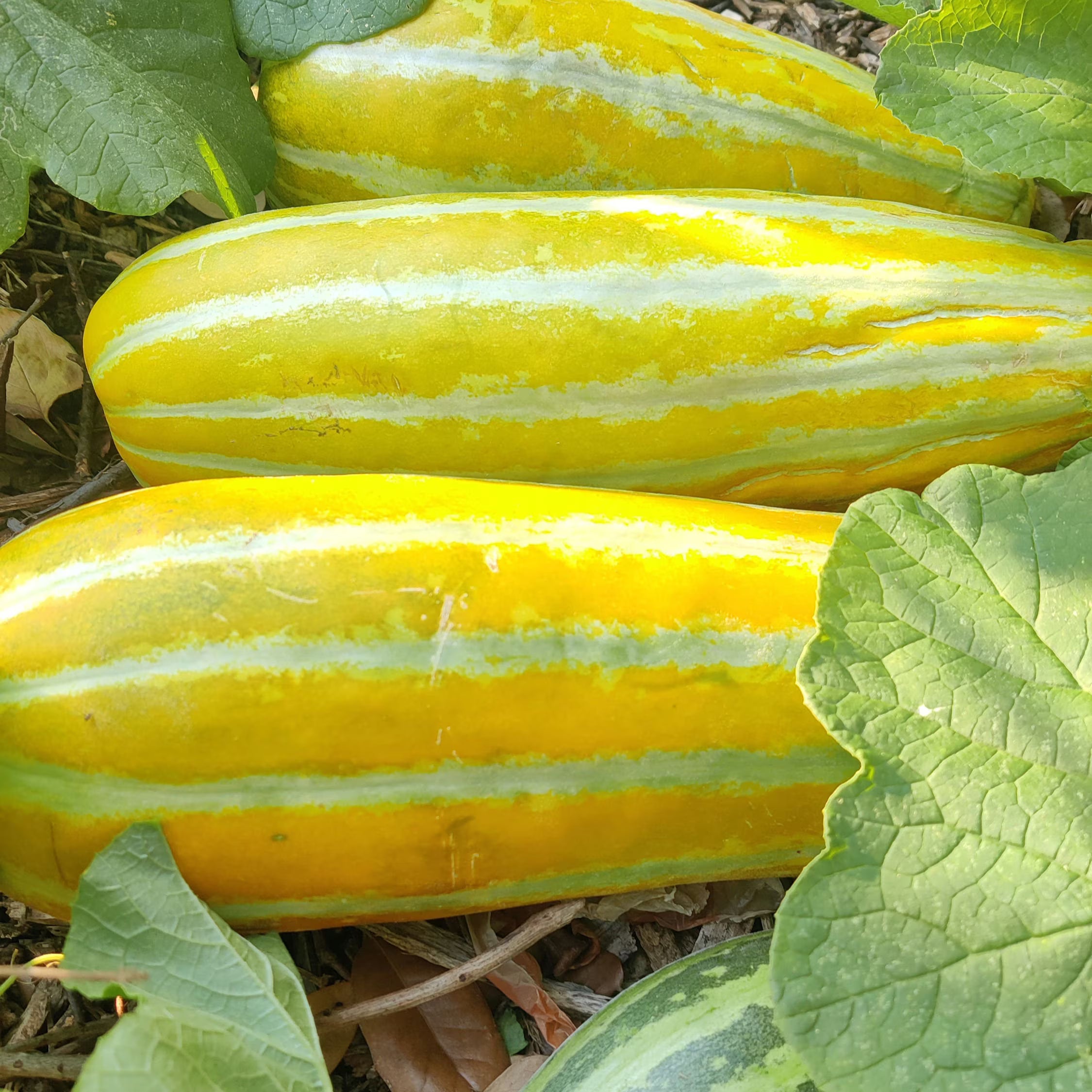 Gold Neungju Vegetable Seeds for Planting