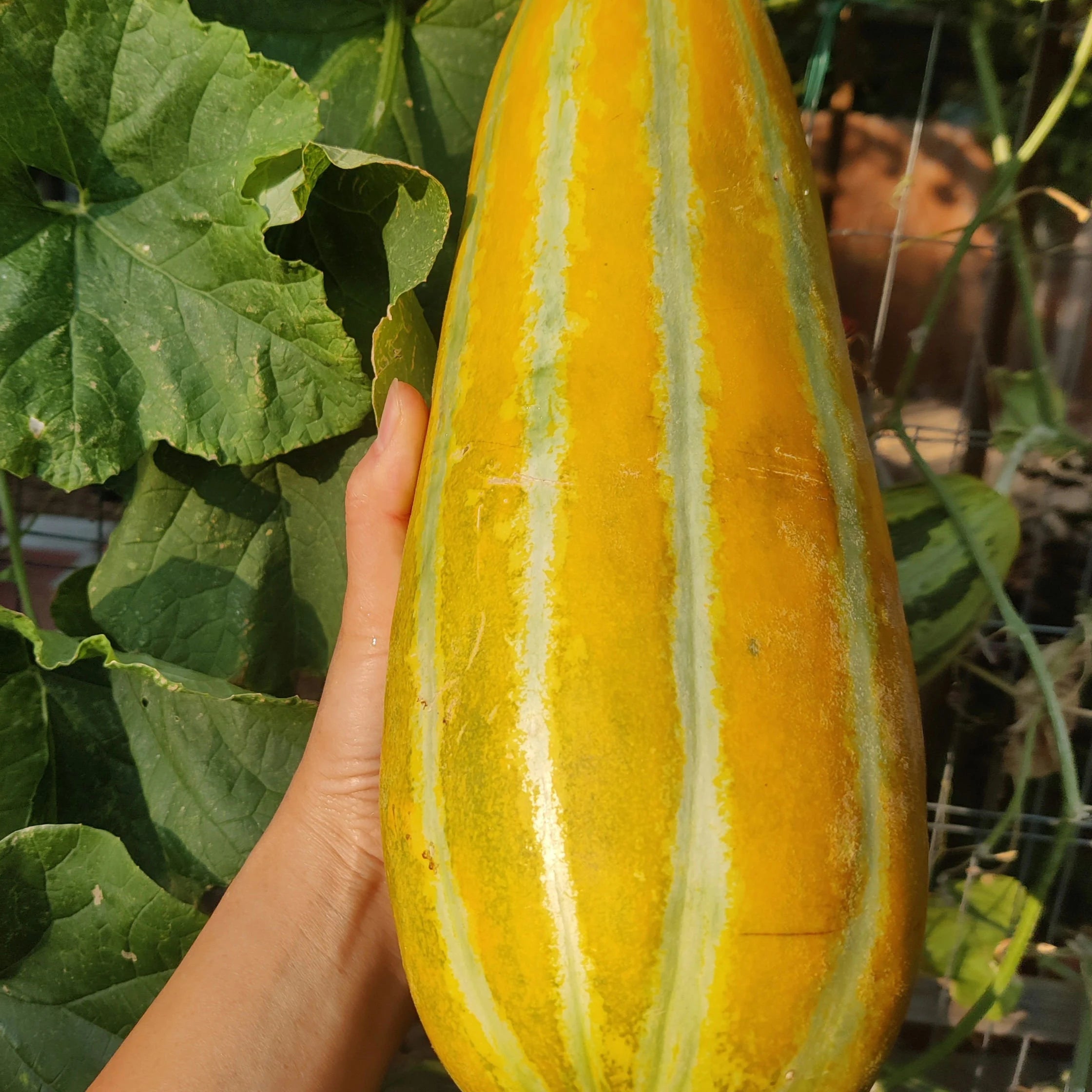 Gold Neungju Vegetable Seeds for Planting