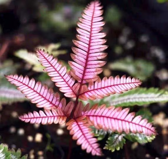 Pink Fern for Planting Shade Tolerant Heirloom & GMO Free Seeds for Home Garden
 
 Sale