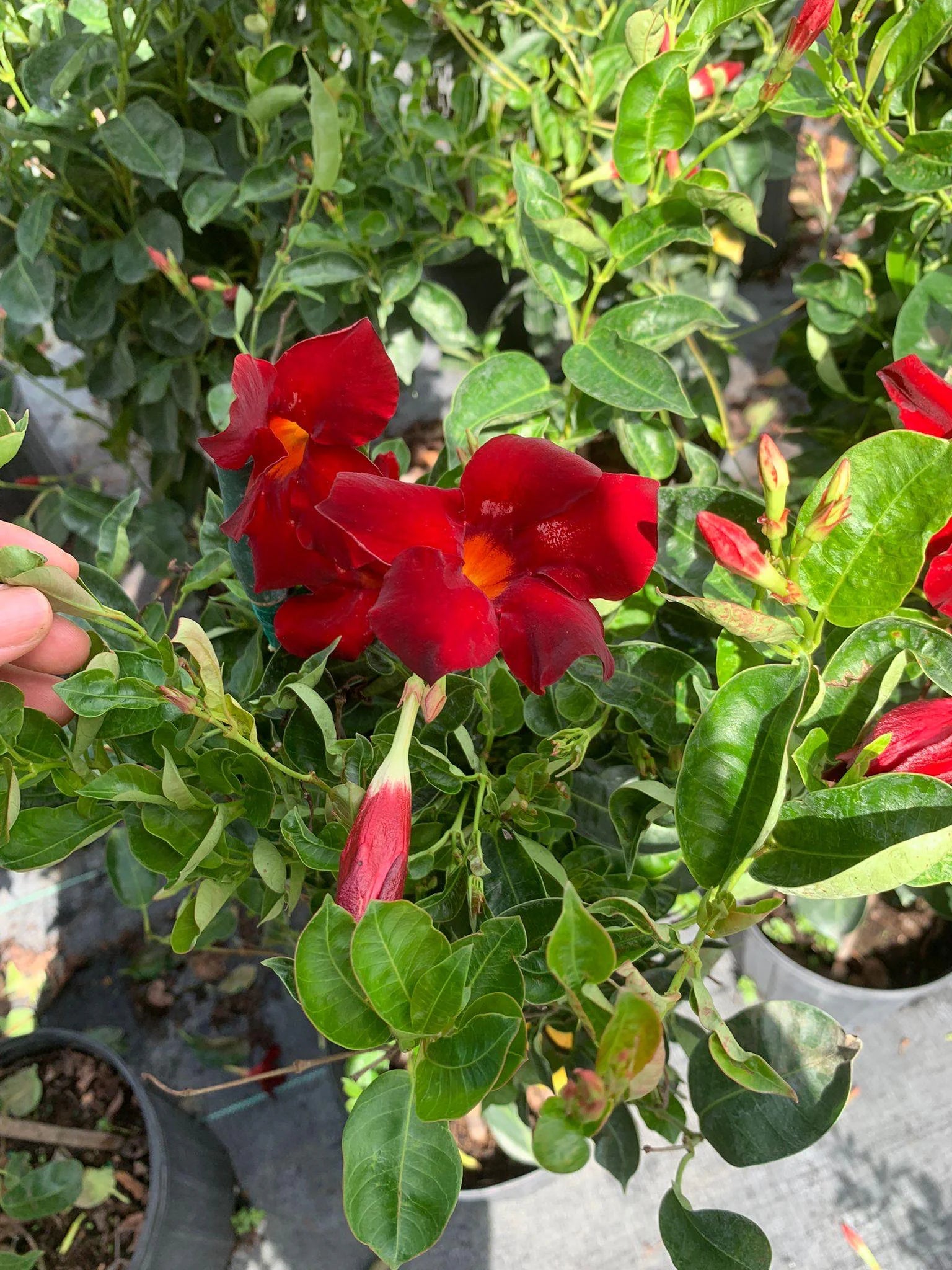 Mandevilla Red Sanderi Flower Seeds for Planting Vibrant Climbing Blooms Heirloom Non-GMO Seeds