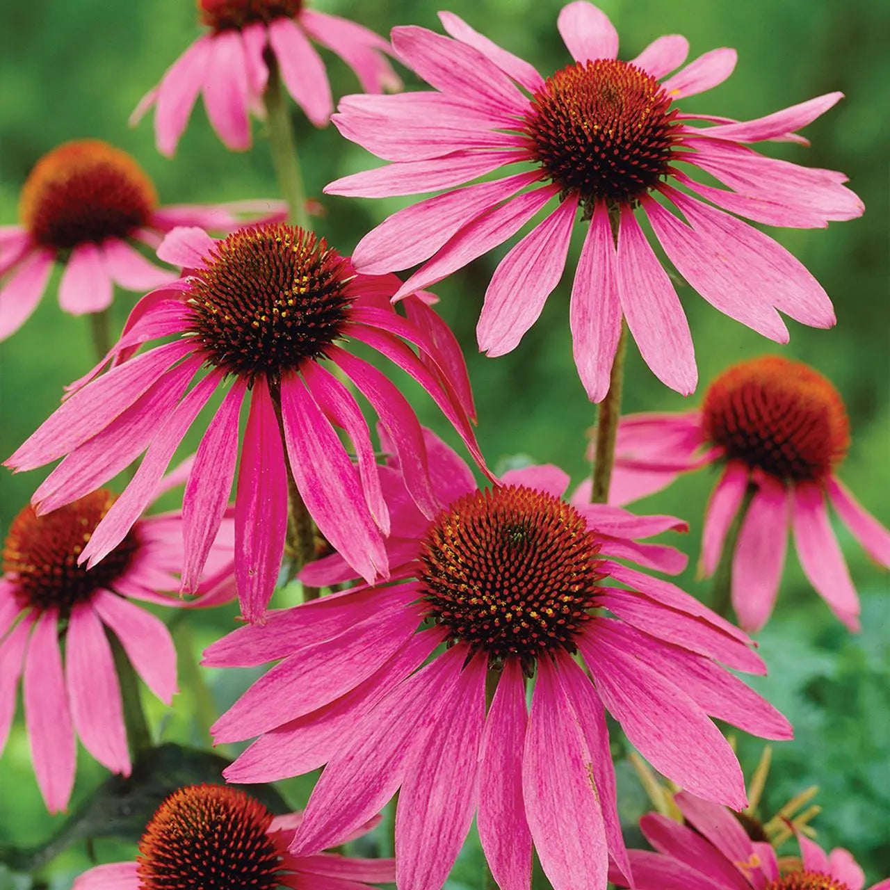 Pink ConeFlower seeds for Planting - Easy to Grow, Heirloom & GMO Free Seeds for Home Garden