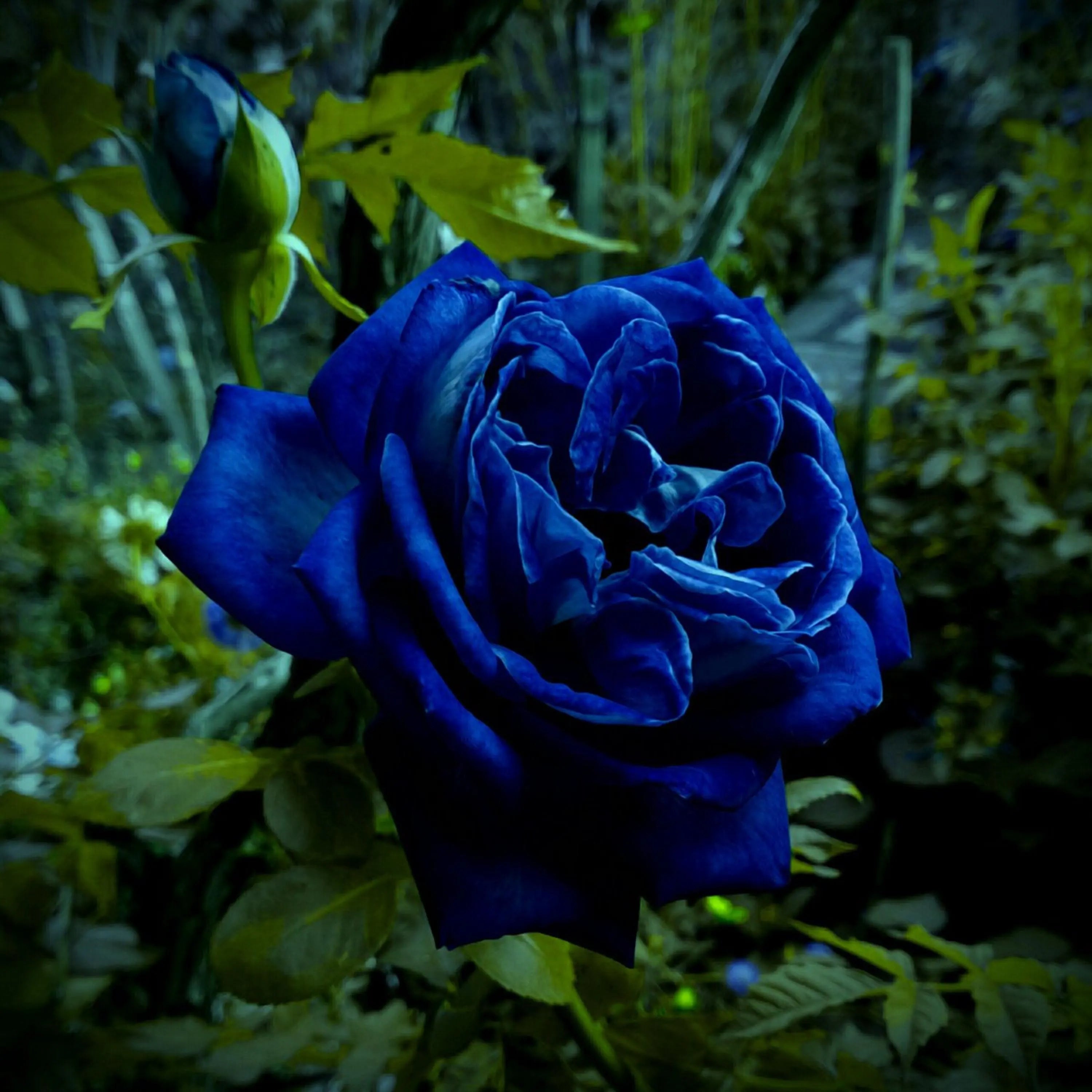 Midnight Supreme Dark Blue Rose Bush Flower Seeds for Planting  Stunning Floral Elegance for Your Garden