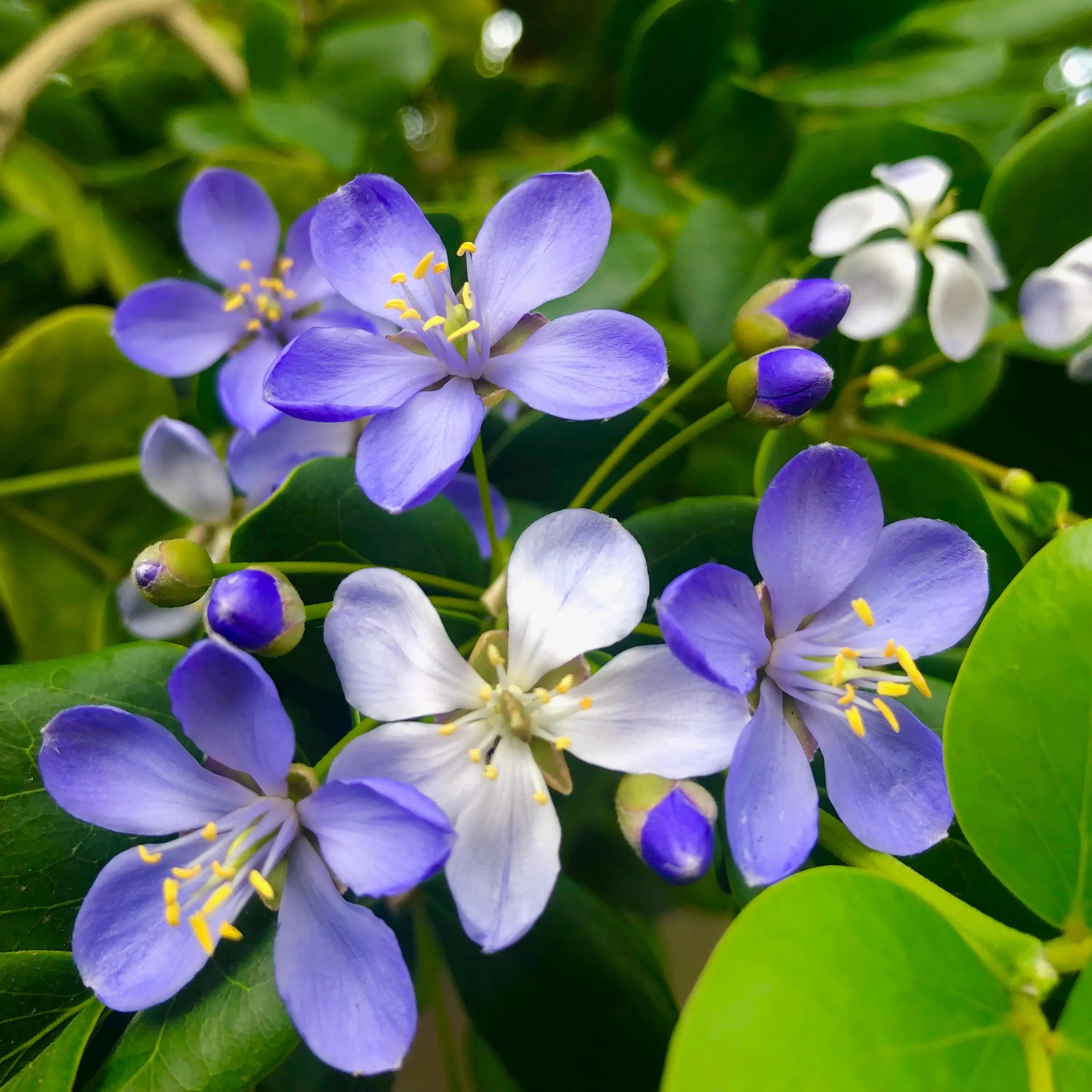 Blue Lignum Vitae Flower seeds for Planting - Premium Quality, Heirloom & GMO Free Seeds for Home Garden