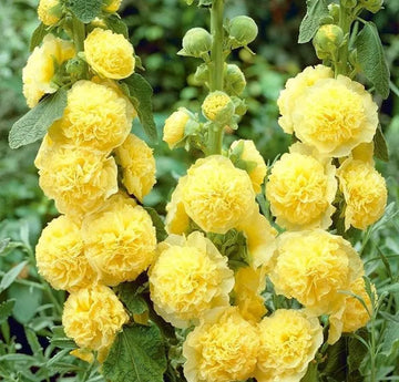 Yellow Perennial Bonsai hollyhock Flower seeds for Planting - Wildflower Mix, Heirloom & GMO Free Seeds for Home Garden