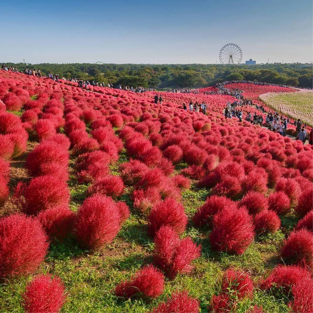Red Burning Bush Flower seeds for Planting - Seasonal Bloomer, Heirloom & GMO Free Seeds for Home Garden