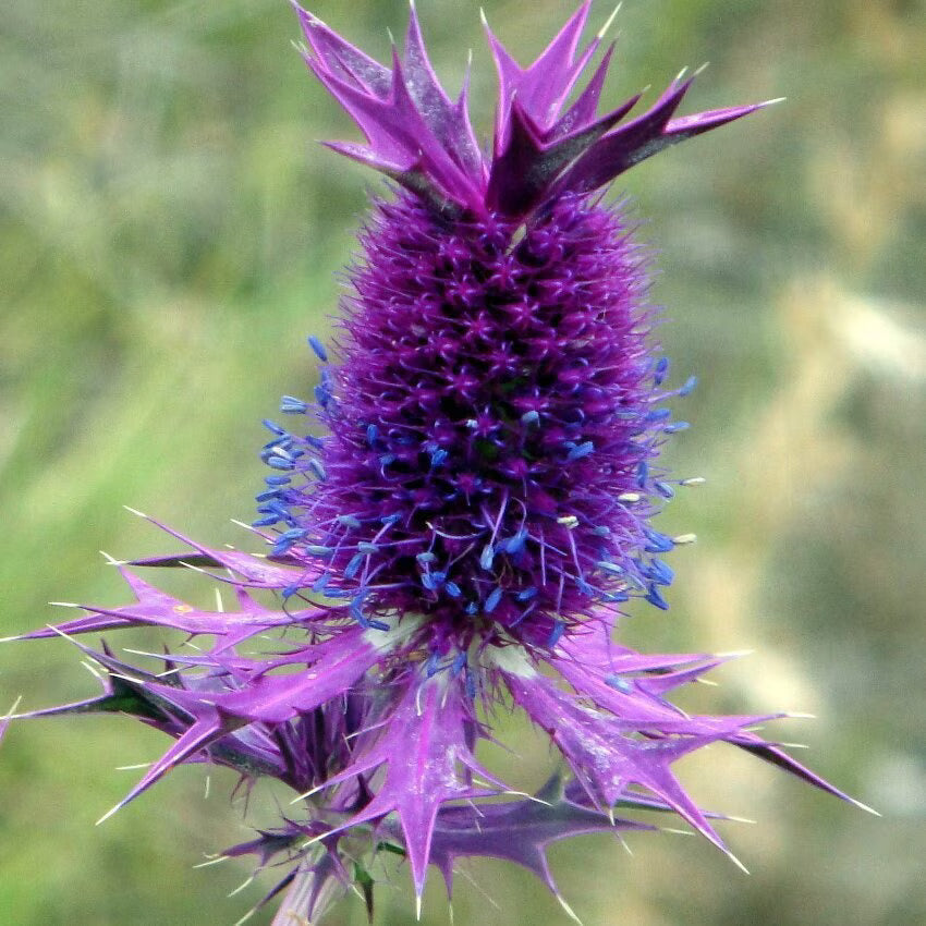 Purple Eryngium Flower seeds for Planting - Garden Favorite, Heirloom & GMO Free Seeds for Home Garden
