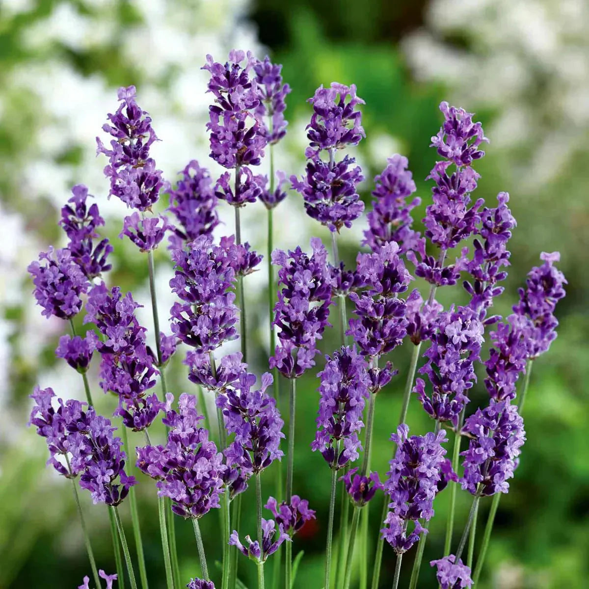 Lavender White Verbena Flower seeds for Planting Drought Tolerant Heirloom & GMO Free Seeds for Home Garden