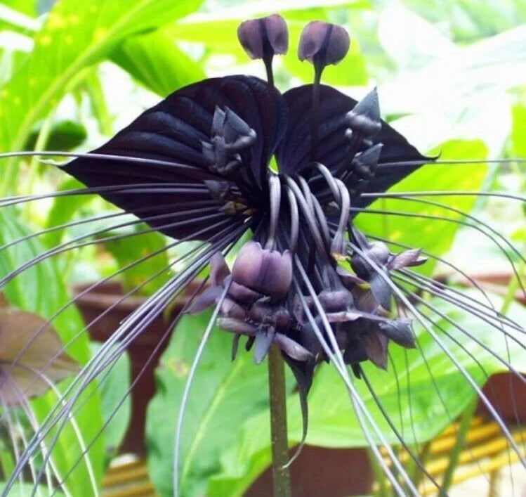 Black Tacca Chantrieri Flower seeds for Planting - Premium Quality, Heirloom & GMO Free Seeds for Home Garden
