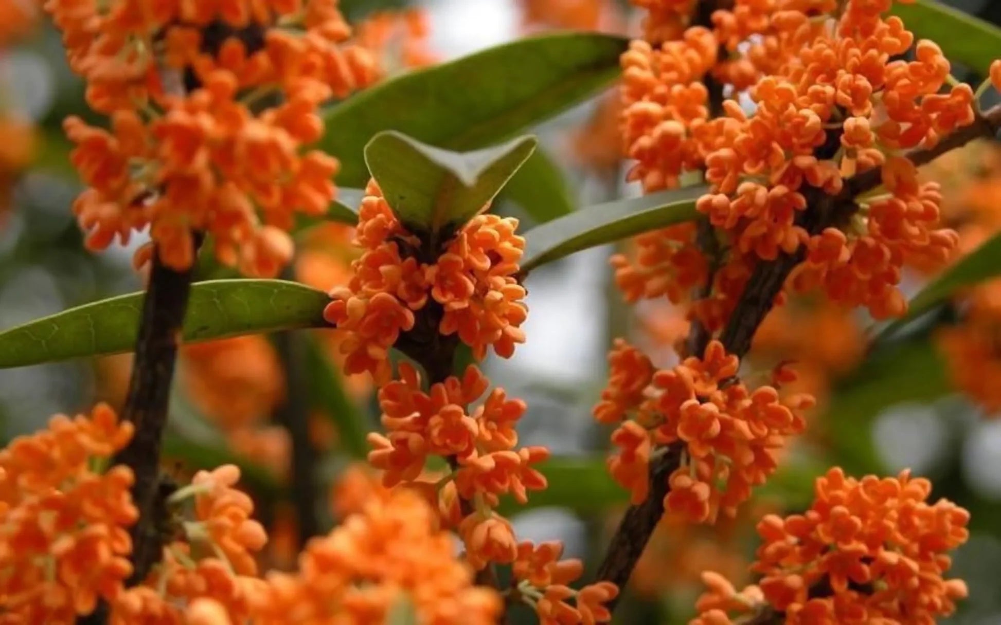 Osmanthus Mix Flower Planting Seeds - Premium Quality for Vibrant Gardens