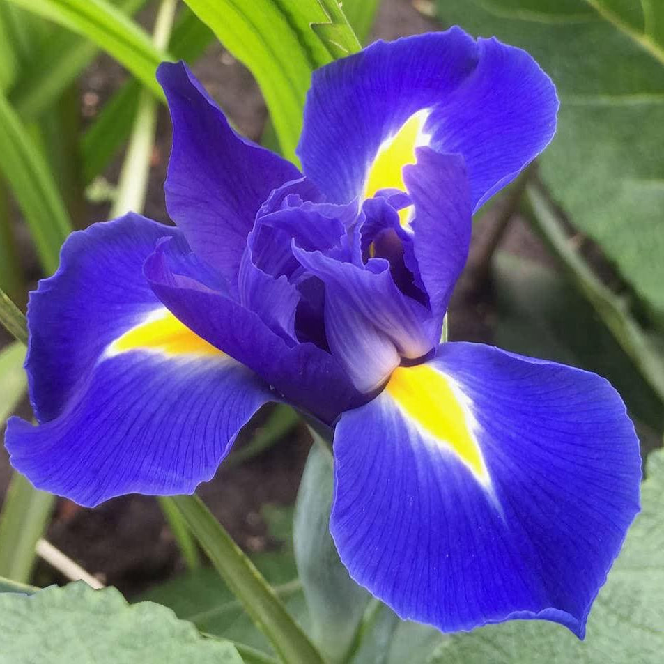 Blue Mini Violet Rare Flower Seeds for Planting Sun Loving Heirloom & GMO Free Seeds for Home Garden
 
 Sale