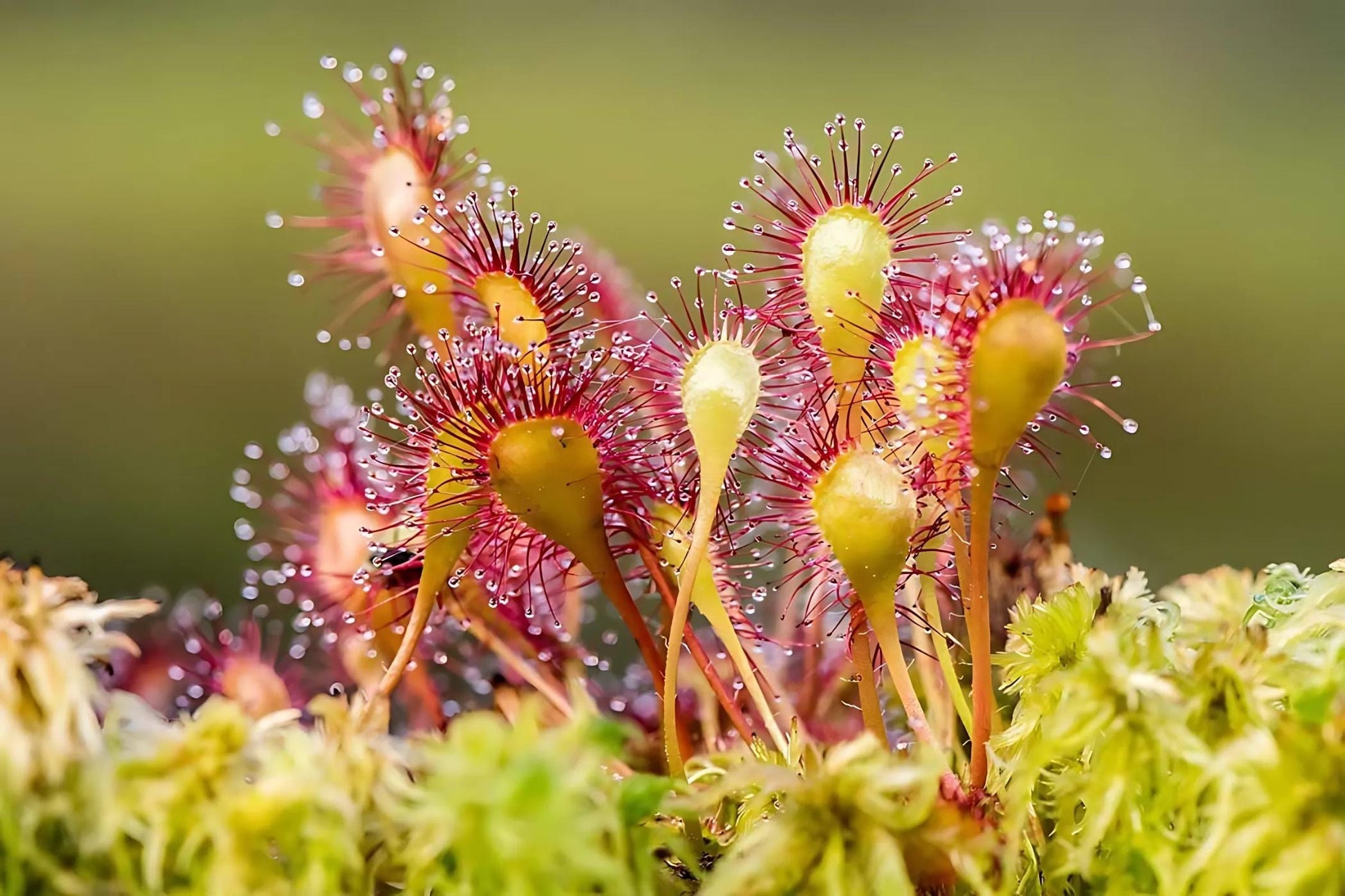 Sundew Seeds for Planting - Carnivorous Plant Seeds
