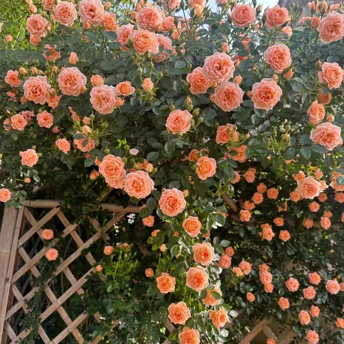 Orange (Orange Climbing) seeds for planting in home garden
