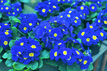 Primula Malacoides Blue Yellow Flower seeds for Planting - Low Maintenance, Heirloom & GMO Free Seeds for Home Garden