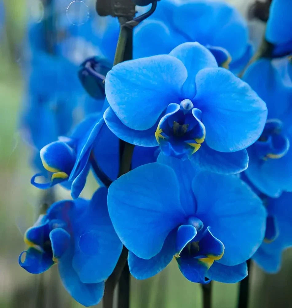 Butterfly Orchids Flower seeds for Planting - Hardy Variety, Heirloom & GMO Free Seeds for Home Garden
