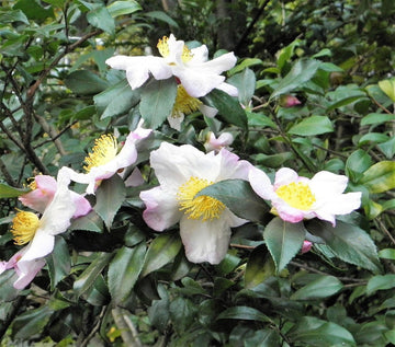 Green Camellia Sinensis Flower seeds for Planting - Fragrant Blossoms, Heirloom & GMO Free Seeds for Home Garden
 
 Sale seeds for planting in home garden