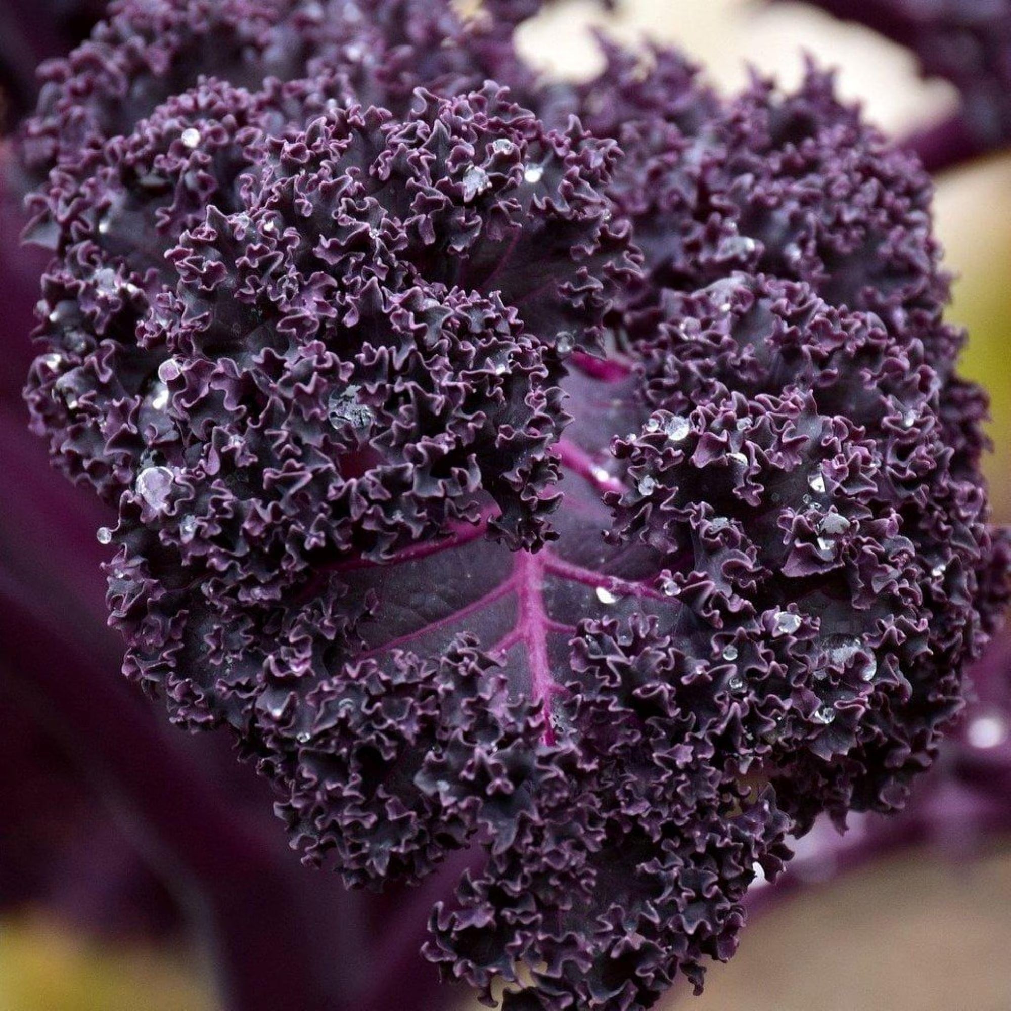 Purple Scarlet Kale Vegetable Seeds for Easy Planting