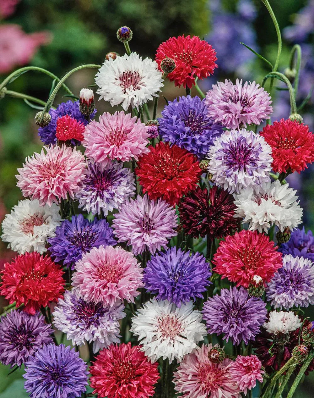 Mixed Xeranthemum Flower seeds for Planting - Drought Tolerant, Heirloom & GMO Free Seeds for Home Garden