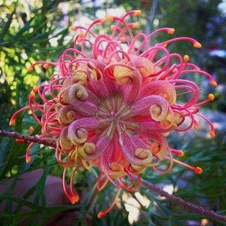 Mixed Grevillea Flower seeds for Planting - Sun Loving, Heirloom & GMO Free Seeds for Home Garden