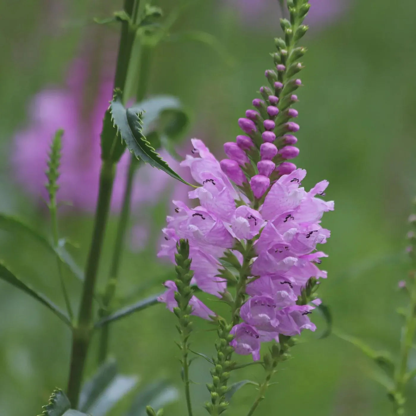 Pink Physostegia Flower seeds for Planting - Bright Blooms, Heirloom & GMO Free Seeds for Home Garden