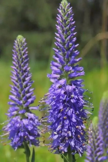 Veronica Spicata Flower seeds for Planting - Pollinator Friendly, Heirloom & GMO Free Seeds for Home Garden