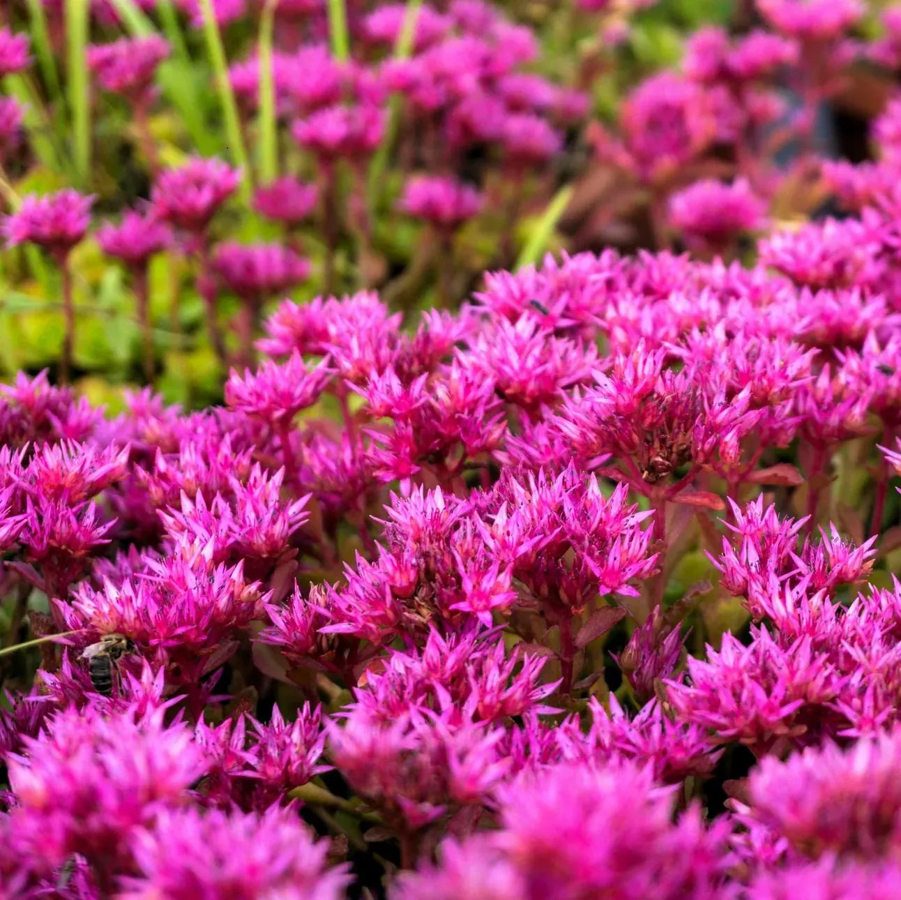 Pink Sedum Voodoo Flower seeds for Planting - Colorful Display, Heirloom & GMO Free Seeds for Home Garden