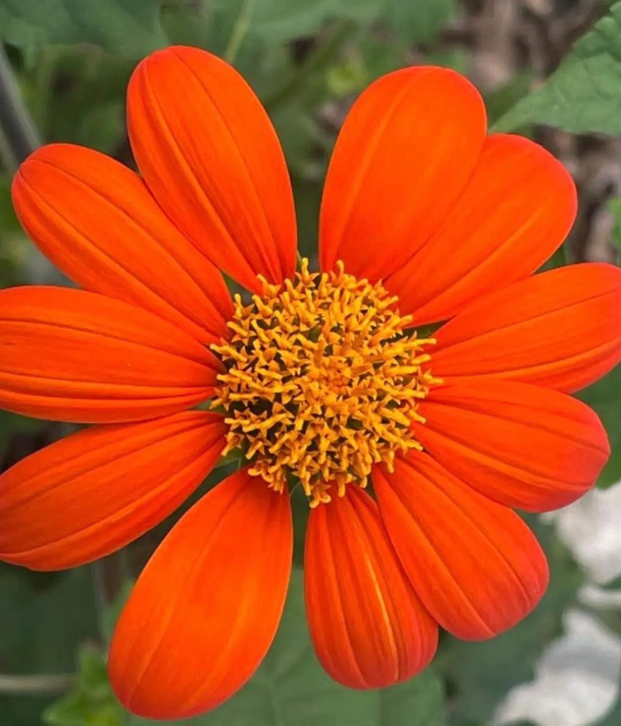 Mexican Flower seeds for Planting Seasonal Bloomer Heirloom & GMO Free Seeds for Home Garden