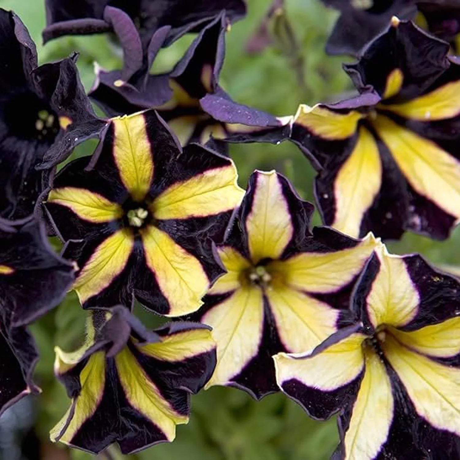 Yellow Black Playmates Flower seeds for Planting - Sun Loving, Heirloom & GMO Free Seeds for Home Garden