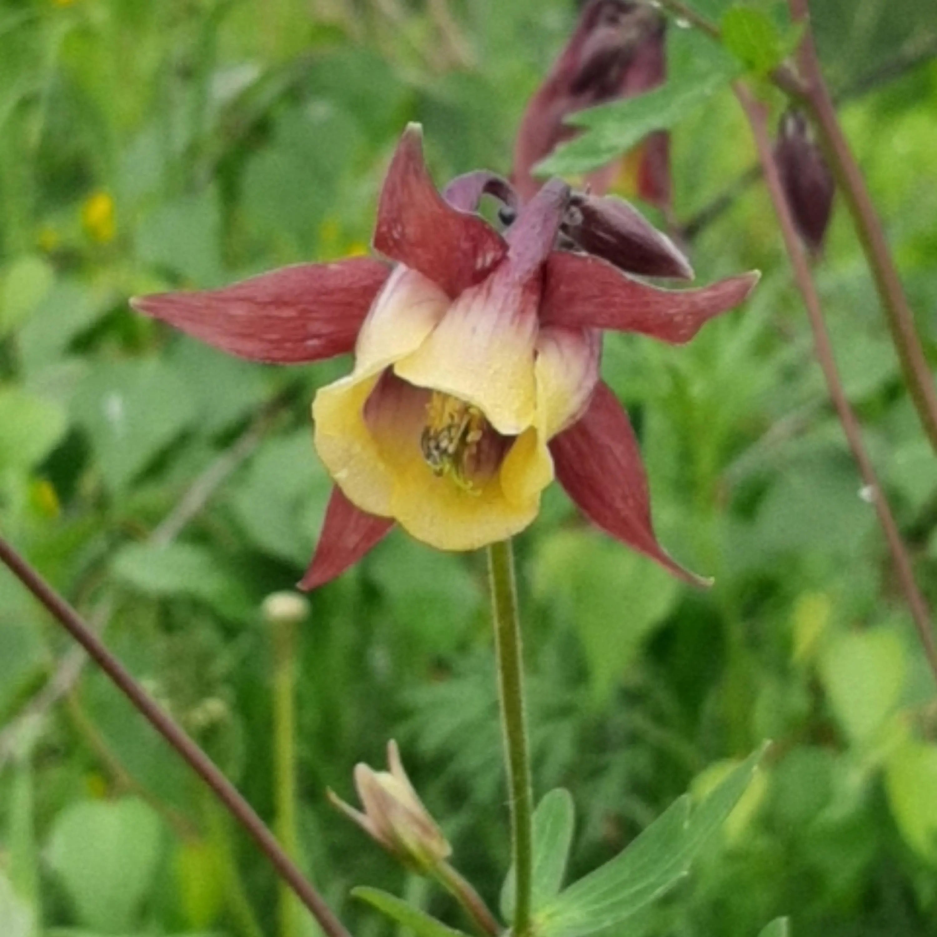 Buergeriana Flower seeds for Planting - Fragrant Blossoms, Heirloom & GMO Free Seeds for Home Garden