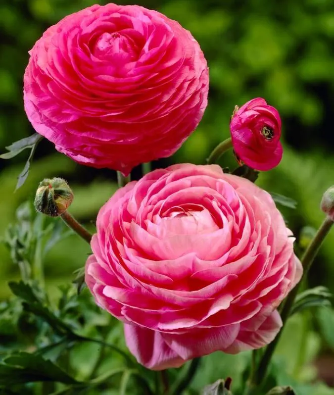 Dark Pink Ranunculus Flower seeds for Planting Perfect for Borders Heirloom & GMO Free Seeds for Home Garden